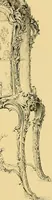 Picture 153 of 249 from Gazette des beaux-arts (1859), leaf 451