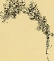 An illustration from Gazette des beaux-arts (1859)