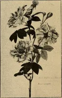 Picture 119 of 184 from Gazette des beaux-arts (1859), leaf 315