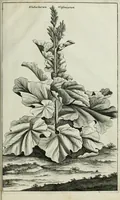 An illustration from Gedenkwaerdig bedryf der Nederlandsche Oost-Indische maetschappye, op de kuste en in het keizerrijk van Taising of Sina: behelzende het tweede gezandschap aen den onder-koning Singlamong en veldheer Taising Lipoui; door Jan van Kampen en Konstantyn Nobel. Vervolgt met een verhael van het voorgevallen des jaers zestien hondert drie ein vier en zestig, op de kust van Sina, en ontrent d'eilanden Tayowan, Formosa, Ay en Quemuy, onder 't gezag van Balthasar Bort: en het derde gezandschap aen Konchy, Tartarsche keizer van Sina en Oost-Tartarye: onder beleit van Zijne Ed. Pieter van Hoorn. Beneffens een beschryving van geheel Sina. Verciert doorgaens met verscheide kopere platen (1670)
