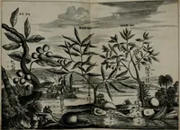 An illustration from Gedenkwaerdig bedryf der Nederlandsche Oost-Indische maetschappye, op de kuste en in het keizerrijk van Taising of Sina: behelzende het tweede gezandschap aen den onder-koning Singlamong en veldheer Taising Lipoui; door Jan van Kampen en Konstantyn Nobel. Vervolgt met een verhael van het voorgevallen des jaers zestien hondert drie ein vier en zestig, op de kust van Sina, en ontrent d'eilanden Tayowan, Formosa, Ay en Quemuy, onder 't gezag van Balthasar Bort: en het derde gezandschap aen Konchy, Tartarsche keizer van Sina en Oost-Tartarye: onder beleit van Zijne Ed. Pieter van Hoorn. Beneffens een beschryving van geheel Sina. Verciert doorgaens met verscheide kopere platen (1670)