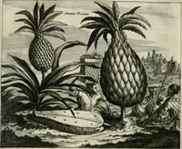 Picture 102 of 104 from Gedenkwaerdig bedryf der Nederlandsche Oost-Indische maetschappye, op de kuste en in het keizerrijk van Taising of Sina: behelzende het tweede gezandschap aen den onder-koning Singlamong en veldheer Taising Lipoui; door Jan van Kampen en Konstantyn Nobel. Vervolgt met een verhael van het voorgevallen des jaers zestien hondert drie ein vier en zestig, op de kust van Sina, en ontrent d'eilanden Tayowan, Formosa, Ay en Quemuy, onder 't gezag van Balthasar Bort: en het derde gezandschap aen Konchy, Tartarsche keizer van Sina en Oost-Tartarye: onder beleit van Zijne Ed. Pieter van Hoorn. Beneffens een beschryving van geheel Sina. Verciert doorgaens met verscheide kopere platen (1670), leaf 914