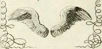 An illustration from Geistliche Herzens-Einbildungen inn zweihundert und fünfzig biblischen Figur-Sprüchen angedeutet : allen andächtige[n] Herze[n], u. der Tugent-Liebenden Jugent, zu einer Gottseligen Belustigung, auch denen Einfältigen, zu einer anmuthigen Vorstellung, unschweren Ergreiffung, und nuzlichen Fassung, auss allen canonischen Büchern der H. Schrifft ... (1688)