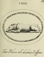 Picture 189 of 272 from Gemmae et sculpturae antiquae (1694), leaf 500