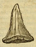 Picture 2 of 59 from Gemmarum et lapidum historia (1647), leaf 172