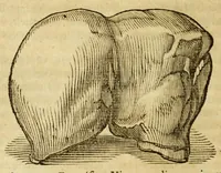 An illustration from Gemmarum et lapidum historia (1647)