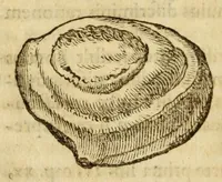 An illustration from Gemmarum et lapidum historia (1647)