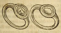 An illustration from Gemmarum et lapidum historia (1647)