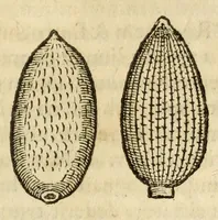 Picture 10 of 59 from Gemmarum et lapidum historia (1647), leaf 205
