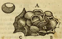 An illustration from Gemmarum et lapidum historia (1647)
