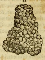 An illustration from Gemmarum et lapidum historia (1647)