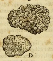 Picture 13 of 59 from Gemmarum et lapidum historia (1647), leaf 214