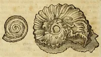 An illustration from Gemmarum et lapidum historia (1647)