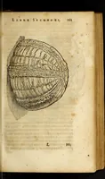 An illustration from Gemmarum et lapidum historia (1647)