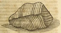 An illustration from Gemmarum et lapidum historia (1647)