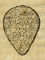 Picture 18 of 59 from Gemmarum et lapidum historia (1647), leaf 244