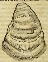 An illustration from Gemmarum et lapidum historia (1647)