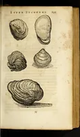 An illustration from Gemmarum et lapidum historia (1647)