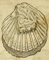 Picture 22 of 59 from Gemmarum et lapidum historia (1647), leaf 262