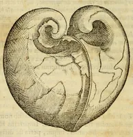 Picture 23 of 59 from Gemmarum et lapidum historia (1647), leaf 278
