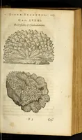 An illustration from Gemmarum et lapidum historia (1647)