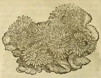 An illustration from Gemmarum et lapidum historia (1647)
