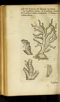 An illustration from Gemmarum et lapidum historia (1647)