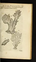 An illustration from Gemmarum et lapidum historia (1647)