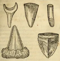 An illustration from Gemmarum et lapidum historia (1647)
