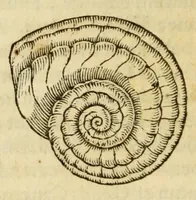 Picture 39 of 59 from Gemmarum et lapidum historia (1647), leaf 650