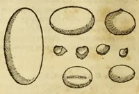 An illustration from Gemmarum et lapidum historia (1647)