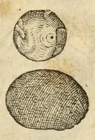 Picture 41 of 59 from Gemmarum et lapidum historia (1647), leaf 673