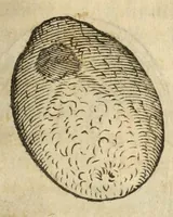 An illustration from Gemmarum et lapidum historia (1647)
