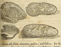 An illustration from Gemmarum et lapidum historia (1647)