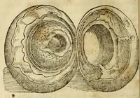 An illustration from Gemmarum et lapidum historia (1647)