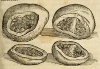 An illustration from Gemmarum et lapidum historia (1647)
