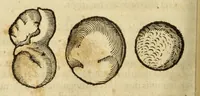 An illustration from Gemmarum et lapidum historia (1647)