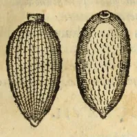 Picture 50 of 59 from Gemmarum et lapidum historia (1647), leaf 707