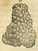 Picture 51 of 59 from Gemmarum et lapidum historia (1647), leaf 721