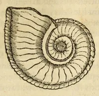 Picture 52 of 59 from Gemmarum et lapidum historia (1647), leaf 735