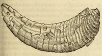Picture 53 of 59 from Gemmarum et lapidum historia (1647), leaf 735