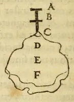 An illustration from Gemmarum et lapidum historia (1647)