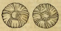 Picture 59 of 59 from Gemmarum et lapidum historia (1647), leaf 784