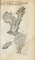 An illustration from Gemmarum et lapidum historia. (1636)