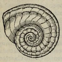 Picture 8 of 17 from Gemmarum et lapidum historia. (1636), leaf 370