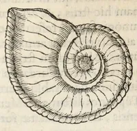 Picture 10 of 17 from Gemmarum et lapidum historia. (1636), leaf 455