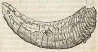 An illustration from Gemmarum et lapidum historia. (1636)