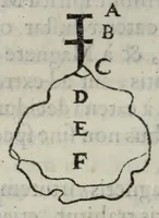 Picture 12 of 17 from Gemmarum et lapidum historia. (1636), leaf 466