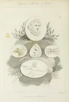 An illustration from Gems, selected from the antique, with illustrations (1804)