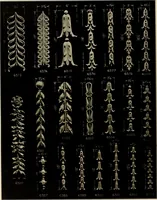 An illustration from The general catalogue of Jacobson & co (1915)